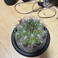 ギムノカリキウム　新天地　サボテンの画像