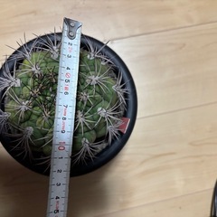 ギムノカリキウム　新天地　サボテンの画像