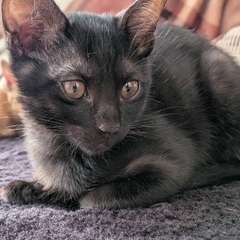 子猫 3匹里親募集　生後約3ヶ月　8／28日生まれ