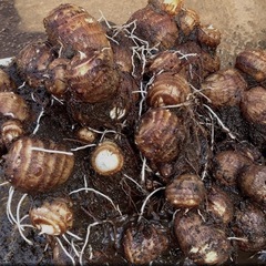 じゃがいも、里芋、大根、かぶの収穫体験の画像