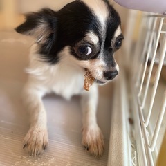 🐶チワワ🐶女の子(7ヶ月)