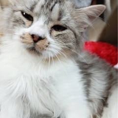 今日からトライアルです。 - 猫