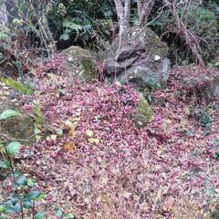 庭石あげます。0円の画像