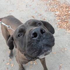 ちょーおてんば娘のあんこちゃん　幸せになれるご家庭探しています