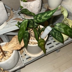 大事に育ててきた観葉植物!!の画像