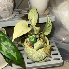 大事に育ててきた観葉植物!!の画像