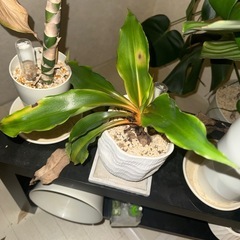 大事に育ててきた観葉植物!!の画像