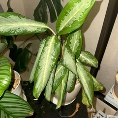 大事に育ててきた観葉植物!!の画像