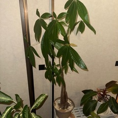 大事に育ててきた観葉植物🪴の画像