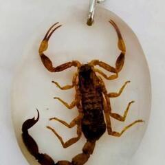 サソリ　標本　キーホルダー　本物　実物　さそり　蠍 　観察　鑑賞　神秘的　美しい　⑥の画像