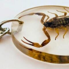 サソリ　標本　キーホルダー　本物　実物　さそり　蠍 　観察　鑑賞　神秘的　美しい　⑥の画像