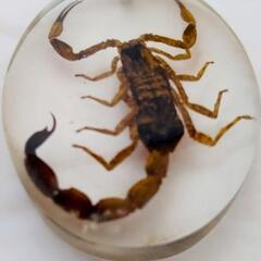 サソリ　標本　キーホルダー　本物　実物　さそり　蠍 　観察　鑑賞　神秘的　美しい　⑥の画像