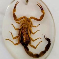 サソリ　標本　キーホルダー　本物　実物　さそり　蠍 　観察　鑑賞　神秘的　美しい　⑥の画像