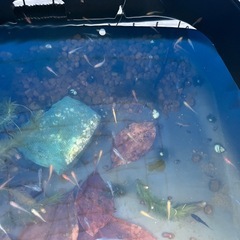 秦野市内　メダカ掬いイベント開催！ 掬えなくても最低3匹補償付きの画像