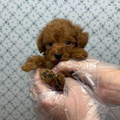 【総額18万円】抱っこでウトウト...甘えん坊さん