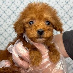 【総額16万円】お友達とも..１人でも..遊び上手な子