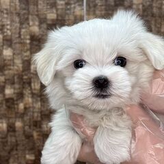 【総額16万円】丸々コロコロ短足ぼくちゃん