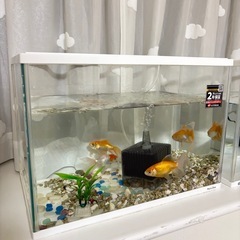 水槽飼育セット_金魚&ウーパールーパーの画像