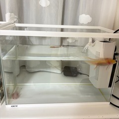 水槽飼育セット_金魚&ウーパールーパーの画像