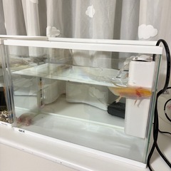 水槽飼育セット_金魚&ウーパールーパーの画像