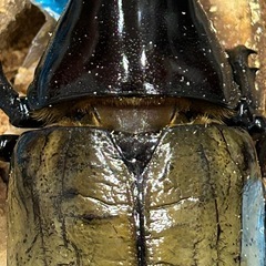 ヘラクレスヘラクレスC68メテオ127♂単の画像