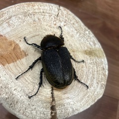 ヘラクレスヘラクレスC68メテオ127♂単の画像