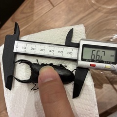 オオクワガタ♂単品　大阪府能勢産の画像