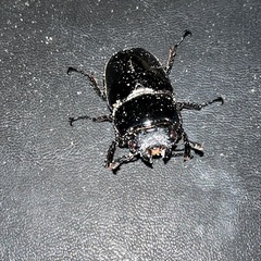 タランドゥスオオツヤクワガタ完品ペアの画像