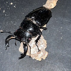 タランドゥスオオツヤクワガタ完品ペアの画像