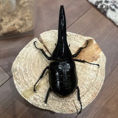 ヘラクレスヘラクレスC68メテオ127♂単の画像