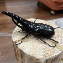 ヘラクレスヘラクレスC68メテオ127♂単の画像