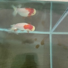 当歳らんちゅう　金魚
の画像