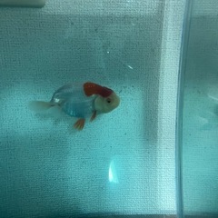 当歳らんちゅう　金魚
の画像
