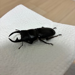 オオクワガタ♂単品　大阪府能勢産の画像