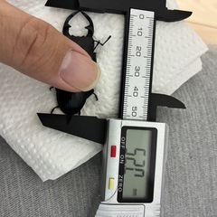 オオクワガタ♂単品　大阪府能勢産の画像