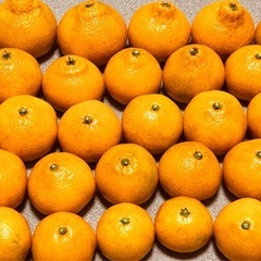 【大好評】　みかん　5㎏　の画像