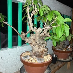 イボアコウセンカクガジュマル盆栽塊根 (mt1208) てだこ浦西のその他の