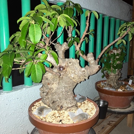 イボアコウセンカクガジュマル盆栽塊根 (mt1208) てだこ浦西のその他の