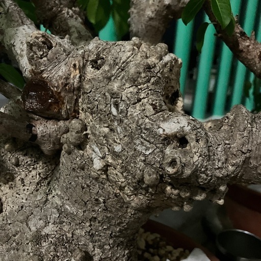 イボアコウセンカクガジュマル盆栽塊根 (mt1208) てだこ浦西のその他の