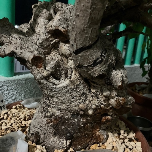 イボアコウセンカクガジュマル盆栽塊根 (mt1208) てだこ浦西のその他の