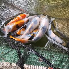 早い者勝ち限定！らんちゅう、錦鯉、メダカまとめて購入の方限定、お安く！水槽&フィルター付き！の画像