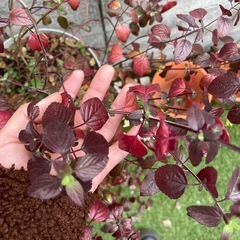 【紅葉中】サルビア ホットリップス/鉢ごとの画像