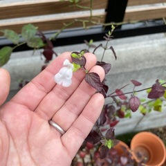 【紅葉中】サルビア ホットリップス/鉢ごとの画像