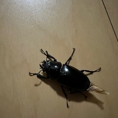 ギラファノコギリ小型のみ
の画像