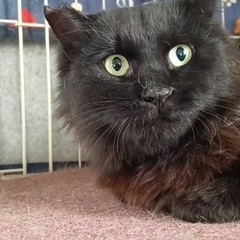 ふわふわの黒猫ちゃん♪（代理投稿）