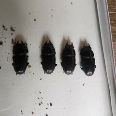 オオクワガタ能勢YG、SR、スマトラなどの画像