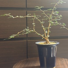 発根済 オペルクリカリア・パキプス 根挿し 美形枝  陶器鉢付きの画像