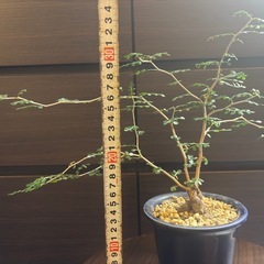 発根済 オペルクリカリア・パキプス 根挿し 美形枝  陶器鉢付きの画像