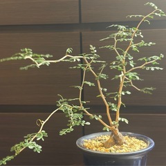 発根済 オペルクリカリア・パキプス 根挿し 美形枝  陶器鉢付きの画像