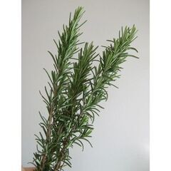 ☘️ローズマリー☘️剪定した枝の画像